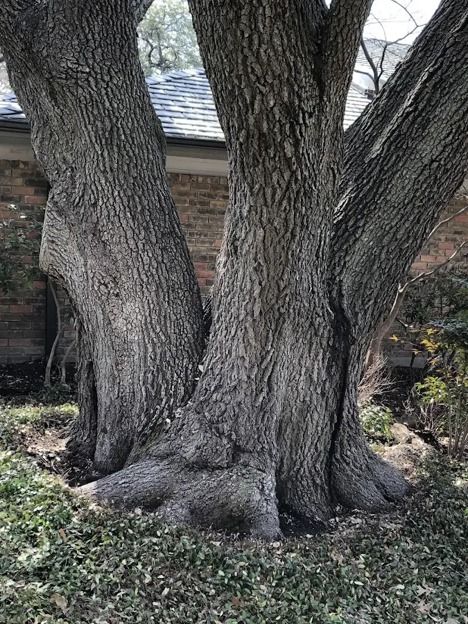 Mature heritage tree close to a Crouse property cared for by certified arborists
